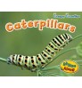 Caterpillars (Early Years: Creepy Crawlies) Hardback